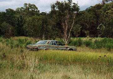 Pig doing what it now best, paddock bashing