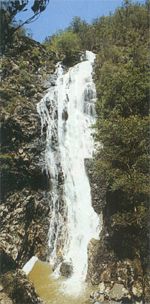 Kondalilla Falls